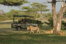 Lions spotted on a game drive at Lake Manze Tented Camp, Selous National Park, Tanzania