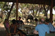 Having lunch with an elephant at Lake Manze Tented Camp, Selous National Park, Tanzania