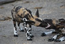 Wild dogs play-fighting at Lake Manze Tented Camp, Selous National Park, Tanzania