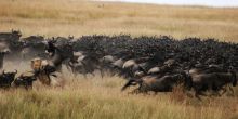 Mara Plains Camp, Masai Mara National Reserve, Kenya