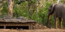 Mashatu Lodge, Mashatu Game Reserve, Botswana