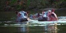 Potato Bush Camp, Lower Zambezi National Park, Zambia