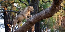 Mchenja Camp Lioness