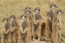 Meerkats at Planet Baobab, Kalahari Desert, Botswana