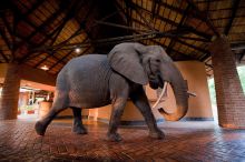 Mfuwe Lodge, South Luangwa National Park, Zambia