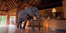 Mfuwe Lodge, South Luangwa National Park, Zambia