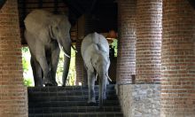 Mfuwe Lodge, South Luangwa National Park, Zambia