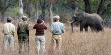 Zungulila Bushcamp, South Luangwa National Park, Zambia