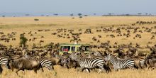 Migration Serengeti Safari