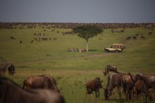 A bush breakfast among the masses of wildebeest during the Great Migration at Naibor Camp, Masai Mara National Reserve, Kenya