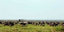 Game drive amid the expansive herds at Serengeti Safari Camp - Central, Serengeti National Park, Tanzania