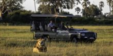 Game drive with lions