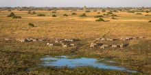 Mombo Camp, Moremi Game Reserve, Botswana