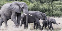 Mombo Camp, Moremi Game Reserve, Botswana