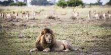 Mombo Camp, Moremi Game Reserve, Botswana