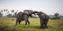 Mombo Camp, Moremi Game Reserve, Botswana