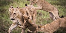 Mombo Camp, Moremi Game Reserve, Botswana