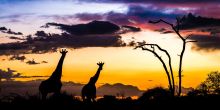 Mombo Camp, Moremi Game Reserve, Botswana