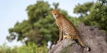 Mombo Camp, Moremi Game Reserve, Botswana