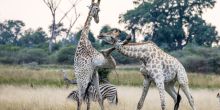 Mombo Camp, Moremi Game Reserve, Botswana