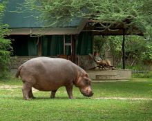 Mvuu Camp, Liwonde National Park, Malawi Â© Dana Allen