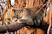 Mwagusi Camp, Ruaha National Park, Tanzania