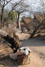 Mwagusi Camp, Ruaha National Park, Tanzania