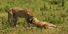 Mwiba Lodge, Serengeti National Park, Tanzania