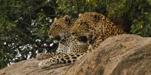 Mwiba Lodge, Serengeti National Park, Tanzania