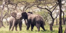 Mwiba Lodge, Serengeti National Park, Tanzania