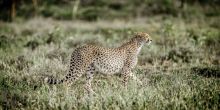 Mwiba Lodge, Serengeti National Park, Tanzania