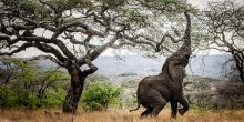 Mwiba Lodge, Serengeti National Park, Tanzania