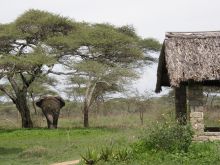 Ndutu Safari Lodge, Serengeti National Park, Tanzania