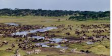 Ndutu Safari Lodge, Serengeti National Park, Tanzania