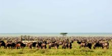 Nomad Seregenti Safari Camp, Serengeti National Park, Tanzania Â© Nomad Tanzania