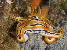 Nudibranch- Rocktail Beach Camp, KwaZulu-Natal, South Africa Â© Anthony Grote