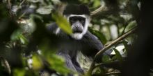 Lango Camp Colobus Monkey