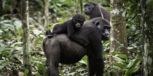 Lango Camp Gorilla mom and baby