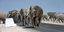 Ongava Tented Camp, Etosha National Park, Namibia