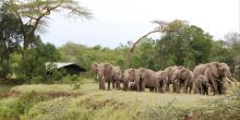 Ol Pejeta Bush Camp, Ol Pejeta Reserve, Kenya