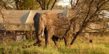 Kimondo Camp - elephant in camp	