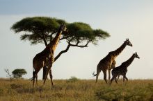 Olakira Tented Camp, Serengeti National Park, Tanzania