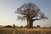 Olivers Camp, Tarangire National Park, Tanzania