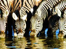 Ongava Lodge, Etosha National Park, Namibia Â© Dana Allen