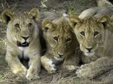 Ongava Lodge, Etosha National Park, Namibia Â© Dana Allen