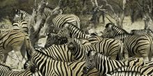 Onguma Treetop Camp, Etosha National Park, Namibia