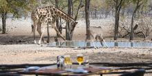 Ongava Tented Camp, Etosha National Park, Namibia