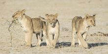 Ongava Tented Camp, Etosha National Park, Namibia