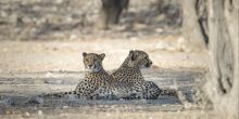 Ongava Tented Camp, Etosha National Park, Namibia