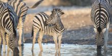 Ongava Tented Camp, Etosha National Park, Namibia